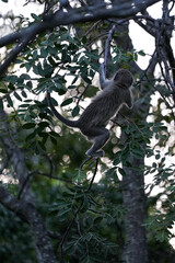 Cute Vervet Monkey sitting comfortably and playing around. taken in very soft light with shallow depth of field. Taken at the waterberg Nature reserve in South Africa