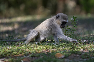 Cute Vervet Monkey sitting comfortably and playing around. taken in very soft light with shallow depth of field. Taken at the waterberg Nature reserve in South Africa