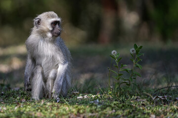 Cute Vervet Monkey sitting comfortably and playing around. taken in very soft light with shallow depth of field. Taken at the waterberg Nature reserve in South Africa