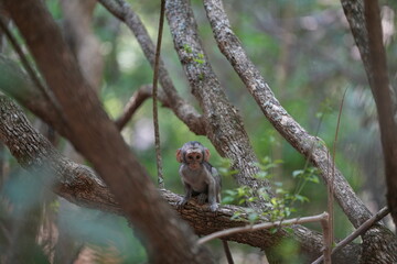 Baby infant Vervet monkey sitting by its self in a tree looking around at what its brothers are doing. Taken in a Holiday resort in South Africa