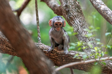 Baby infant Vervet monkey sitting by its self in a tree looking around at what its brothers are doing. Taken in a Holiday resort in South Africa