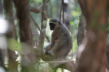 Cute Vervet Monkey sitting comfortably and playing around. taken in very soft light with shallow depth of field. Taken at the waterberg Nature reserve in South Africa