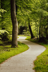 Meandering concrete walkway through forest - 691168145
