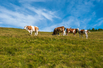 Fototapeta na wymiar beautiful image of cows grazing in the greenery of a mountain valley