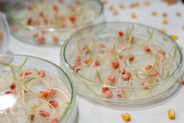 Growing wheat and beans in the laboratory. Smart technologies in agriculture