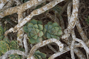 Aeonium percarneum, succulent, cacti like plant, Lanzarote, Canary Islands, November 2023, trekking around Haria village, sony a6000