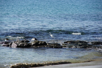 Fototapeta na wymiar White Heron, wild bird, Playa Blanca, Lanzarote, Canary Islands, November 2023, Sony a6000