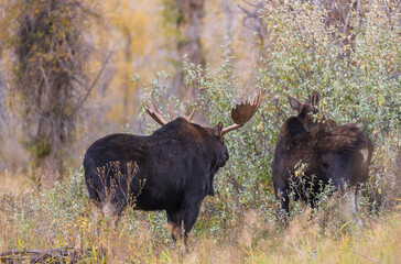 Bull and Cow Moose Rutting in Wyoming in Autumn