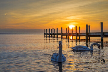 Two Swans At Sunrise On Barnegat Bay In NJ With Dock In Background