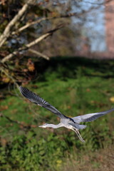 in volo