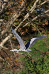 in volo