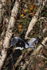 in volo