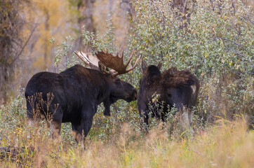 Bull and Cow Moose Rutting in Wyoming in Autumn
