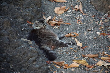 Stray cat, feral cat, Puerto del Carmen, Lanzarote, Canary Islands, November 2023, tabby cat
