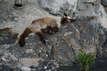 Stray cat, feral cat, Puerto del Carmen, Lanzarote, Canary Islands, November 2023, siamese cat