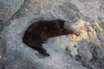 Stray cat, feral cat, Puerto del Carmen, Lanzarote, Canary Islands, November 2023, black cat