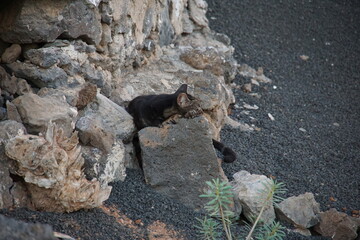 Stray cat, feral cat, Puerto del Carmen, Lanzarote, Canary Islands, November 2023, tabby cat