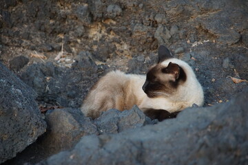 Stray cat, feral cat, sianese cat, Puerto del Carmen, Lanzarote, Canary Islands, November 2023,