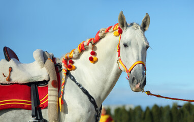 White Andalusian horse portrain near the ranch 