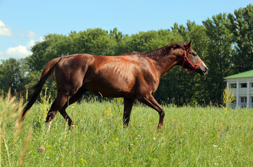 Beautiful bay horse running on the field