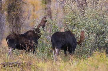 Bull and Cow Moose Rutting in Wyoming in Autumn