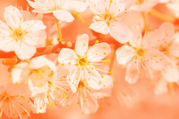 Close up sakura or cherry blossom toned in Peach Fuzz color. Peach Cherry Flower with background © oksanatukane