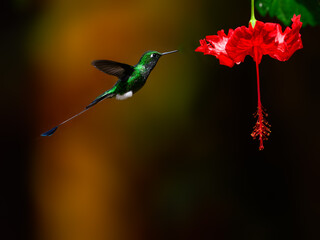 White-booted racket-tail Hummingbird in flight collecting nectar from beautiful red flower on dark  background