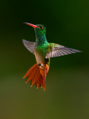 Obraz premium Rufous-tailed Hummingbird in flight on dark green background