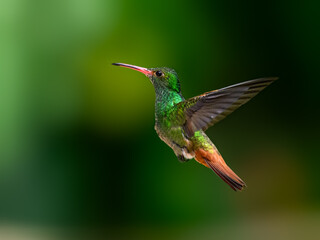 Rufous-tailed Hummingbird in flight on dark green background