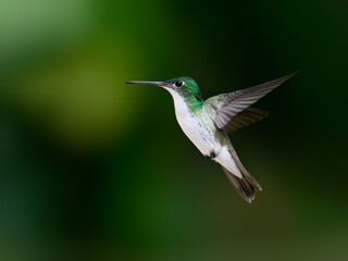 Andean Emerald Hummingbird in flight on dark green background