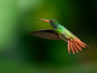 Rufous-tailed Hummingbird in flight on dark green background