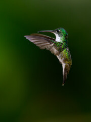 Andean Emerald Hummingbird in flight on dark green background