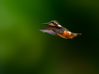 White-bellied Woodstar Hummingbird in flight on dark green background