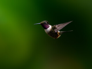 Purple-throated Woodstar