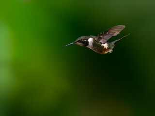 Purple-throated Woodstar in flight on green background