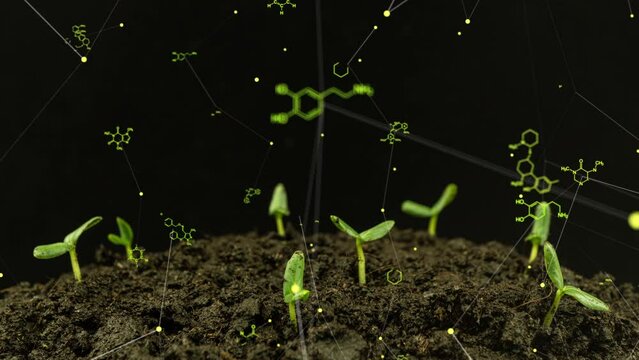 Agricultural technologies for growing plants and scientific research in the field of biology and chemistry of nature. Cucumber sprouts sprout surrounded by chemical elements, Organic digital