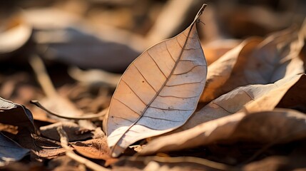 Baby eating dried leaves close up.