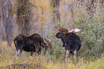 Bull and Cow Moose Rutting in Wyoming in Autumn