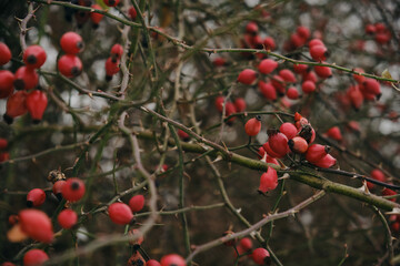 Rosehip close-up on the branches of a bush. Ripe rose hips grow in the garden.