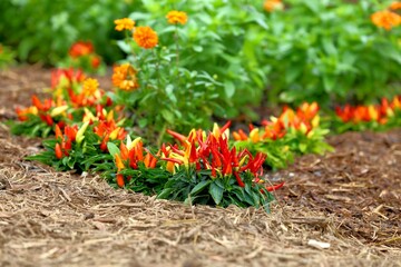 garden of sweet peppers