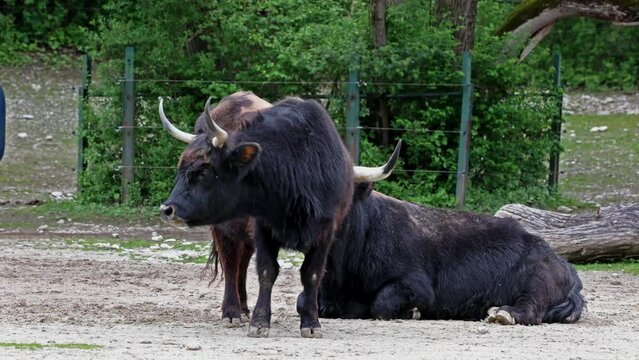 Heck cattle, Bos primigenius taurus, claimed to resemble the extinct aurochs. Domestic highland cattle