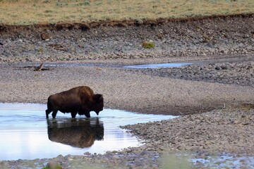 Bison in a river bed going through water