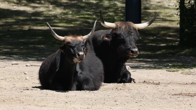 Heck cattle, Bos primigenius taurus, claimed to resemble the extinct aurochs. Domestic highland cattle