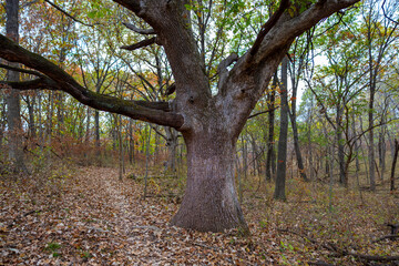 Tree in woods
