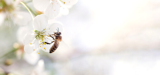 Honey bee collecting pollen from a cherry blossom. Copy space