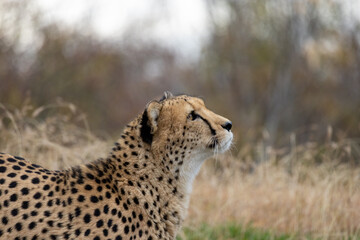 Cheetah 3