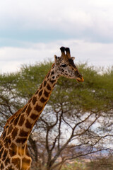 Obraz premium giraffe in the wild