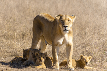 lioness and cubs