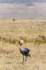 black crowned crane