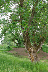 Lunca Muresului National Park in Arad County, Romania, Europe